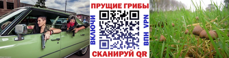Галлюциногенные грибы мицелий  OMG рабочий сайт  Коркино 